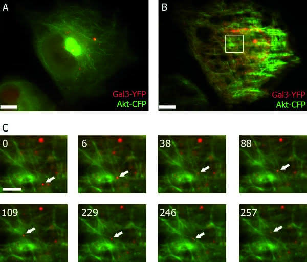 Live-Cell-Imaging: Visualisierung der molekularen Dynamik des Lebens
