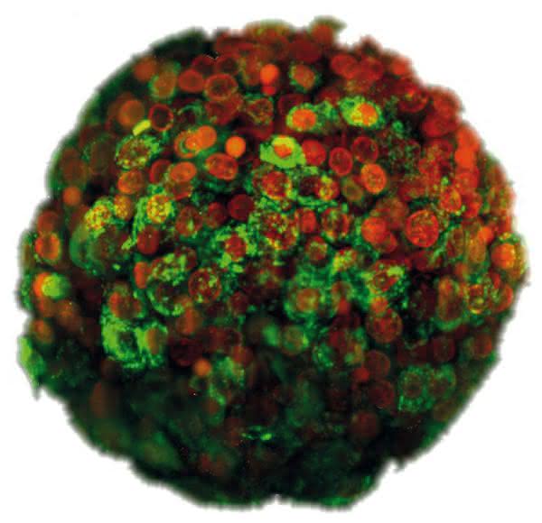 News: Zellen im Fokus der Uniklinik Jena: PELOBiotech referiert über 3D-Zellkultur