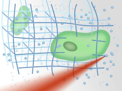 Mikrostrukturen mit eingebetteten lebenden Zellen: ERC-Grant für Bio-Materialforschung