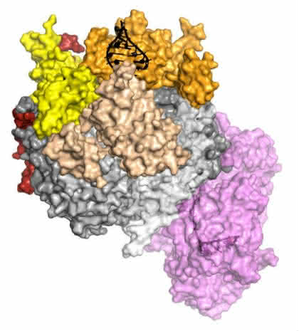 Life Sciences Innovations: Struktur für RNA-Abbau entschlüsselt