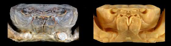 Höhlenkrebse mit zurückgebildeten Augen sind im Vorteil: Evolution hilft beim Abwerfen von Ballast