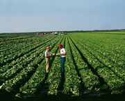 News: Bayer CropScience übernimmt Prophyta