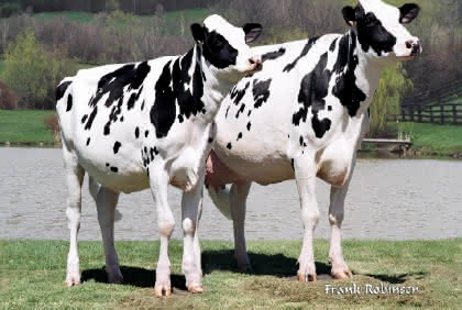 Transgene Tiere als Modellorganismen: Biotech - made in USA