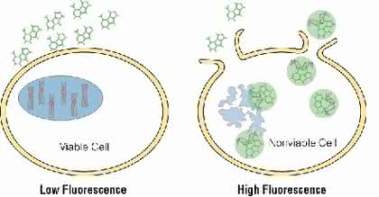 Life Sciences Innovations: Wirkstoffstudien