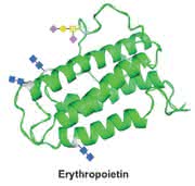 News: Erythropoietin: Erste Totalsynthese gelungen