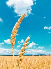 Gluten-Nachweis: Glutenfrei - Wie erbringt man den Nachweis?