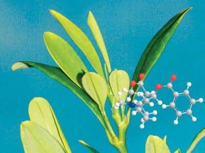 Life Sciences Innovations: Kokain-Biosynthese: Die Rolle der Methylecgonon-Reduktase Life Sciences Innovations: Kokain-Biosynthese: Die Rolle der Methylecgonon-Reduktase