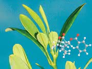 Life Sciences Innovations: Kokain-Biosynthese: Die Rolle der Methylecgonon-Reduktase