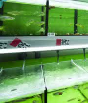 News: Europaweit erstes Zebrafisch-Ressourcenzentrum