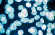 PCR-Mycoplasma-Test-Kits PromoKine: Sensitiver Nachweis