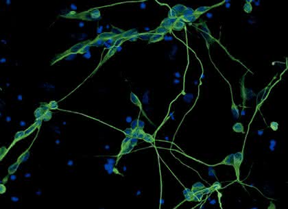 Life Sciences Innovations: Hautzellen umprogrammieren