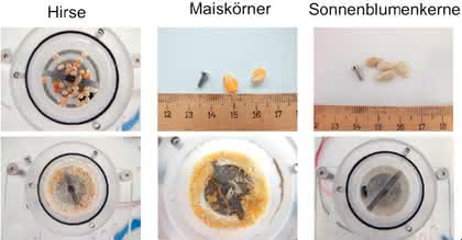 Micro-Array-Handling: Mykotoxine in Tierfutter
