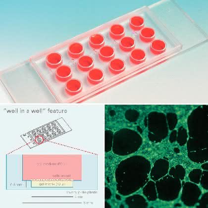 µ-Slide Angiogenesis: Slide für Zellkulturexperimente