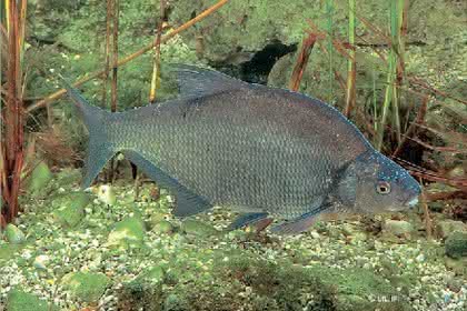 Umweltanalytik: Fischtest