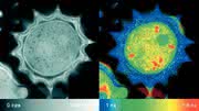 FLIM-FCS-Modul PicoQuant: 