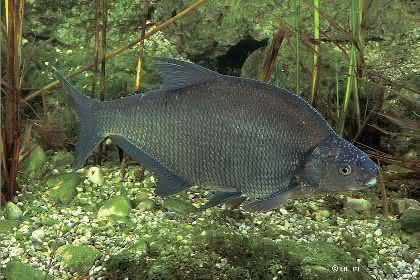News: Umweltbelastungen mit Fischen ermitteln