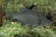 News: Umweltbelastungen mit Fischen ermitteln