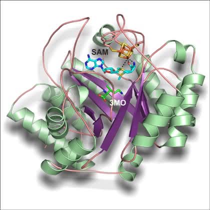 News: Pyrrolysin, die 22. Aminosäure