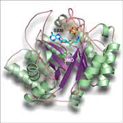News: Pyrrolysin, die 22. Aminosäure