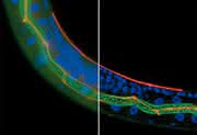 Laborgeräte: Die Lösung für hochwertige Fluoreszenzdekonvolution
