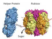 News: Photosynthese-Helferprotein entdeckt