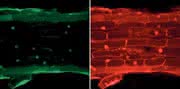 Life Sciences Innovations: Nützliche von schädlichen Pilzen unterscheiden