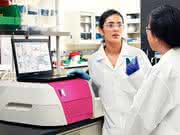 Reprogrammierungskit STEMCCA: Induzierte pluripotente Stammzellen