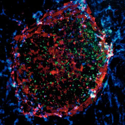 Reprogrammierungskit STEMCCA: Induzierte pluripotente Stammzellen