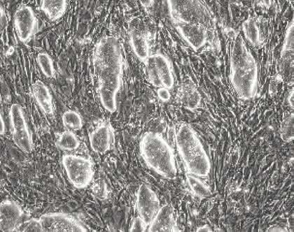 Life Sciences Innovations: Fokus Biotech-Branche