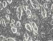 Life Sciences Innovations: Fokus Biotech-Branche