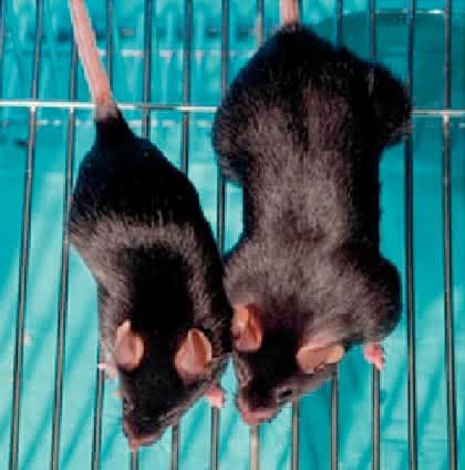 Life Sciences Innovations: Gendoping –