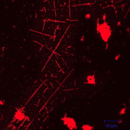 News: Quantenpunkte lassen Eiweißfasern leuchten – Materialwissenschaftler der Universität Jena erschaffen neues biophotonisches Hybridmaterial