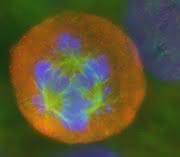 News: DKFZ und Bayer im Kampf gegen Krebs