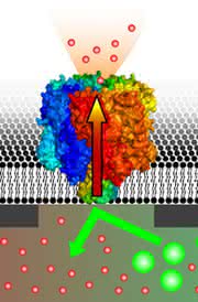News: Ein Labor auf dem Chip – Neue Methode testet zahlreiche Wirkstoffe parallel