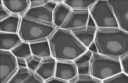 News: Nano Image Contest erfolgreich gestartet