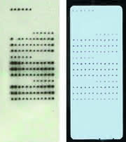 Labortechnik: Protein Microarrays – ohne Großinvestition Labortechnik: Protein Microarrays – ohne Großinvestition