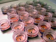 LS: Bio-Neuro-Chip LS: Bio-Neuro-Chip