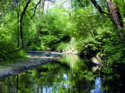 Wasser: Forellen mit Sonnenschutz im Gewebe Wasser: Forellen mit Sonnenschutz im Gewebe