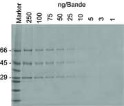 FB LS: Protein-Analytik FB LS: Protein-Analytik