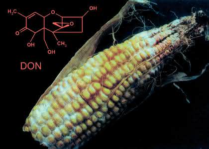 Mykotoxin-Reinigungssäulen: Isotopenmarkierte  interne Standards in der Mykotoxin-Analytik