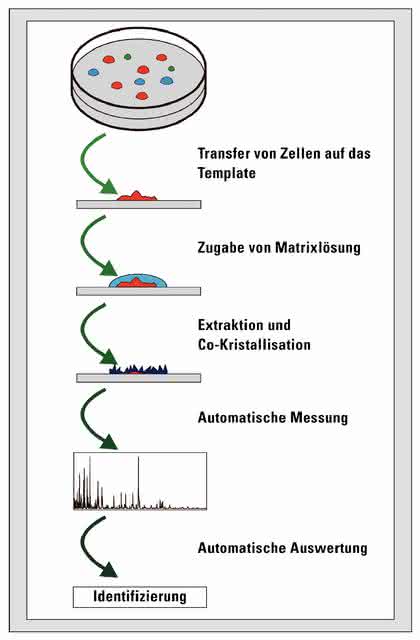 Fachbeitrag: Klinische Mikroorganismen