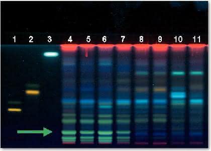 Chromatographie: Identifizierung von Schachtelhalmkraut Chromatographie: Identifizierung von Schachtelhalmkraut