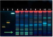 Chromatographie: Identifizierung von Schachtelhalmkraut 