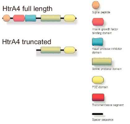 Rekombinante humane Serinprotease HtrA4: Rekombinante humane Serinprotease HtrA4 Rekombinante humane Serinprotease HtrA4: Rekombinante humane Serinprotease HtrA4