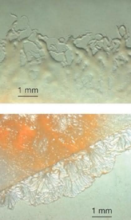 Fachbeitrag: „Mycoplasma  laboratorium“