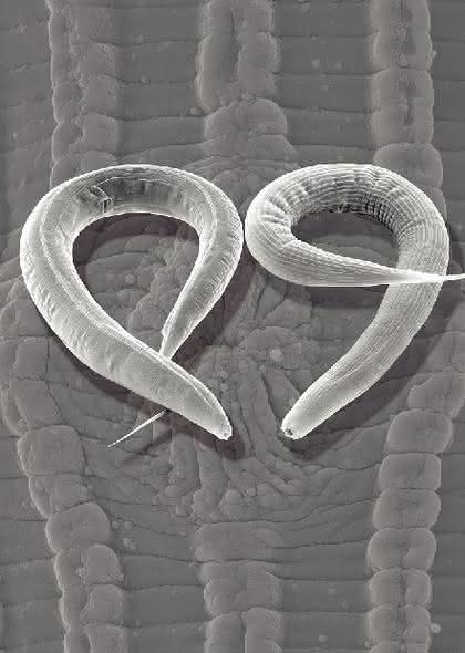 Fachbeitrag: „Mycoplasma  laboratorium“