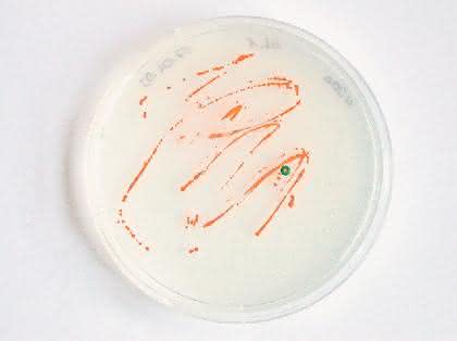 Fachbeitrag: „Mycoplasma  laboratorium“