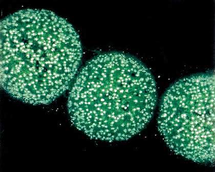 Fachbeitrag: „Mycoplasma  laboratorium“