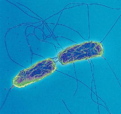 Fachbeitrag: „Mycoplasma  laboratorium“