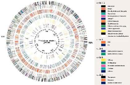 Fachbeitrag: „Mycoplasma  laboratorium“